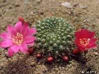 Rebutia minuscula v. violaciflora ©JLcoll.3954.jpg